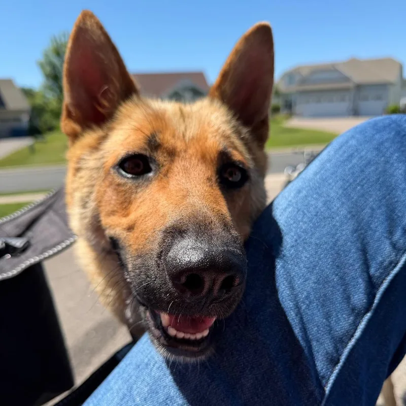 A young medium-sized female Brown / Chocolate Mixed Breed dog named Lorelei for adoption in Buffalo, MN
