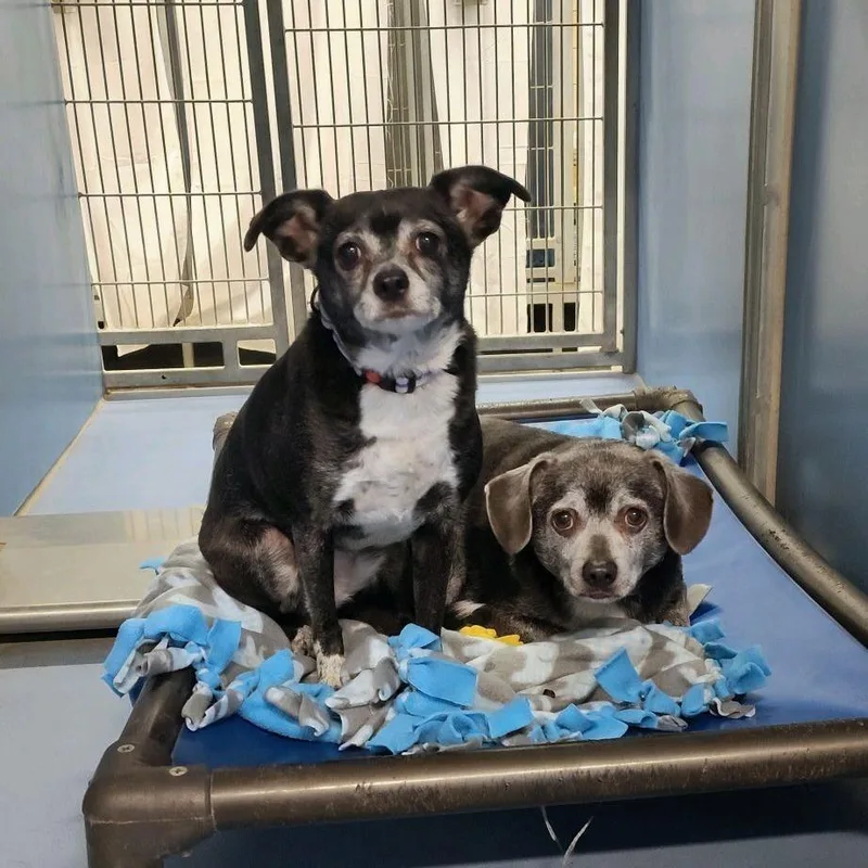 A senior small-sized female Chihuahua dog named Kelly for adoption in Norfolk, NE