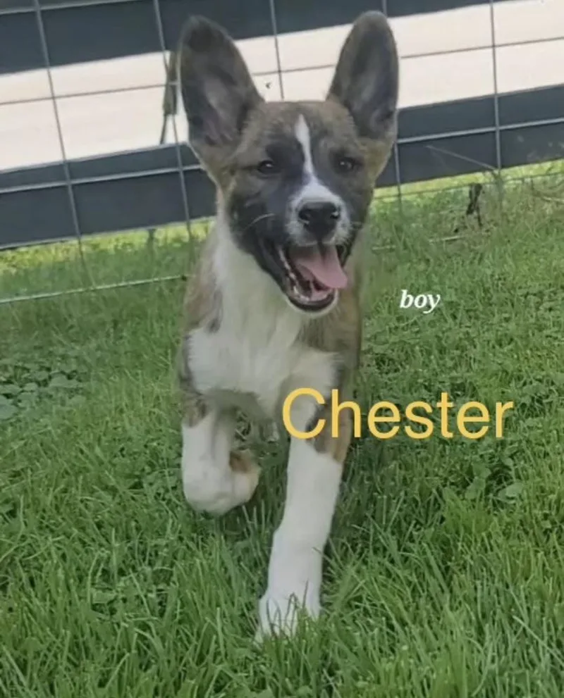 Chester 🐾
