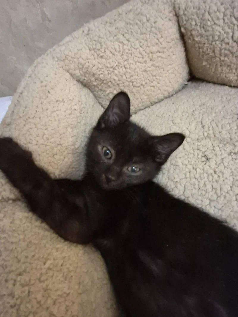 A baby small-sized male Black Domestic Short Hair cat named C Litter Sergio for adoption in Livonia, MI