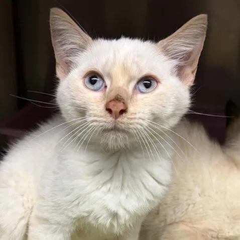 A baby small-sized male White Domestic Short Hair cat named Zero for adoption in Concord, NC