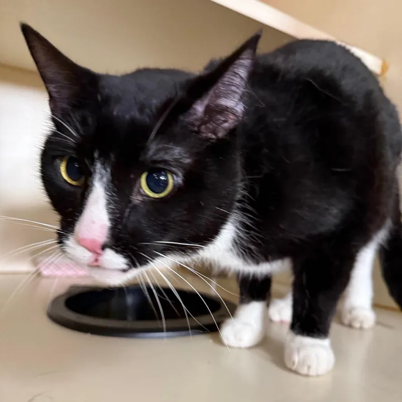 An adult large-sized male Black Domestic Short Hair cat named Oreo for adoption in Idaho Falls, ID