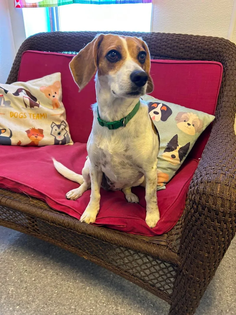 An adult medium-sized female Beagle dog named Marley for adoption in Steeleville, IL