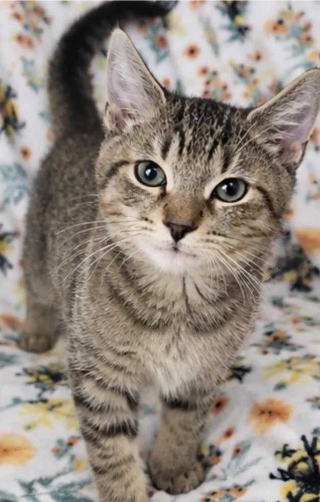 A baby small-sized male Gray / Blue / Silver Domestic Short Hair cat named Nathan for adoption in Hudson, NH