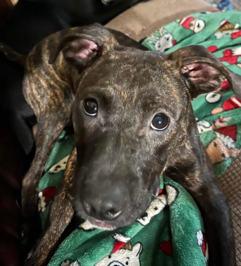 Prince Nolan thumbnail 2