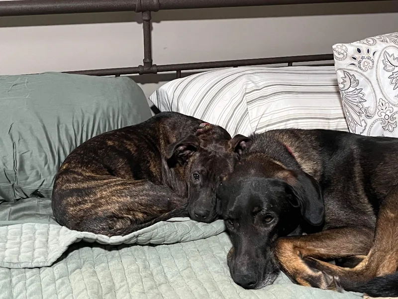 Prince Nolan thumbnail 3