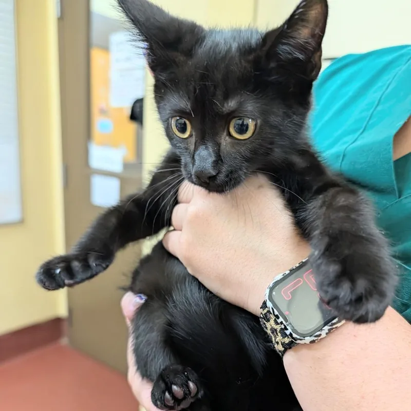 A baby small-sized male Black Domestic Short Hair cat named Kiefer for adoption in New York, NY