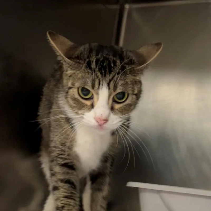 A young medium-sized female Brown / Chocolate Domestic Short Hair cat named Amelia for adoption in New York, NY
