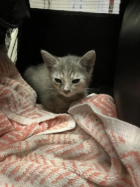 A baby small-sized female Domestic Short Hair cat named May for adoption in Long Beach, CA