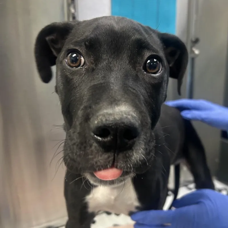 A baby medium-sized male Black Mixed Breed dog named Mambo for adoption in Philadelphia, PA