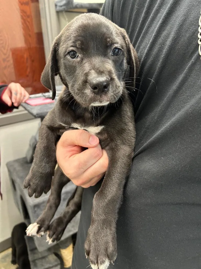 A baby small-sized female Labrador Retriever dog named Alisha for adoption in Gautier, MS