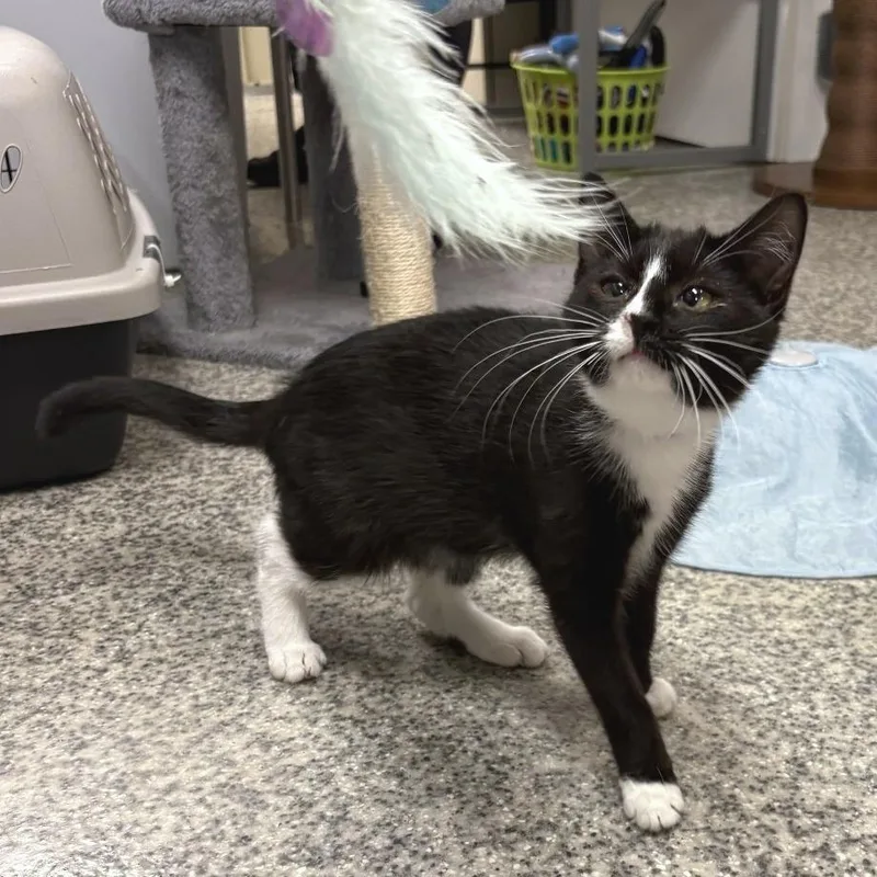 A baby small-sized female Black Domestic Short Hair cat named Samantha for adoption in Falls Church, VA