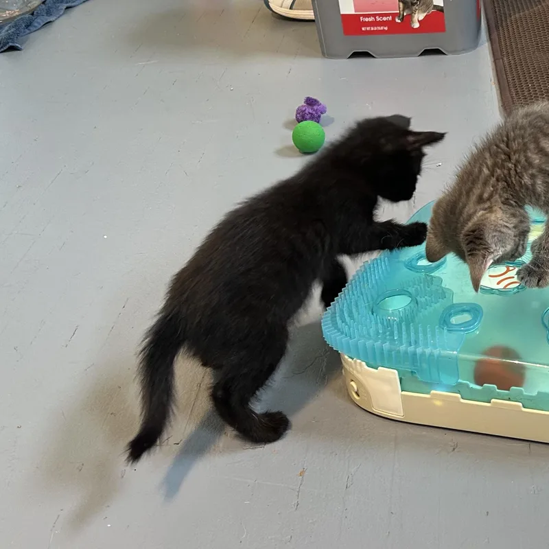 A baby medium-sized male Black Domestic Short Hair cat named Munchie for adoption in Brockport, NY