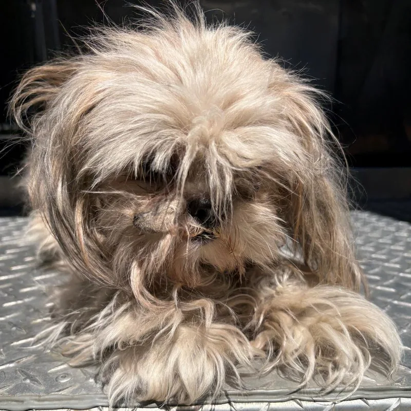 Diva Debbie
