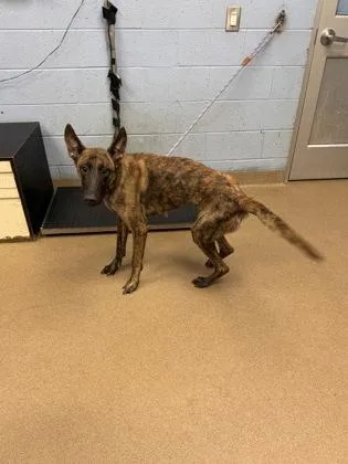 An adult large-sized female Mixed Breed dog named Smartie Pants for adoption in Chamblee, GA
