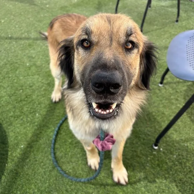 An adult large-sized male Golden Retriever dog named Mr Magic for adoption in Phoenix, AZ