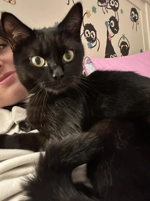 A young small-sized female Domestic Short Hair cat named Katie for adoption in Charlotte, NC