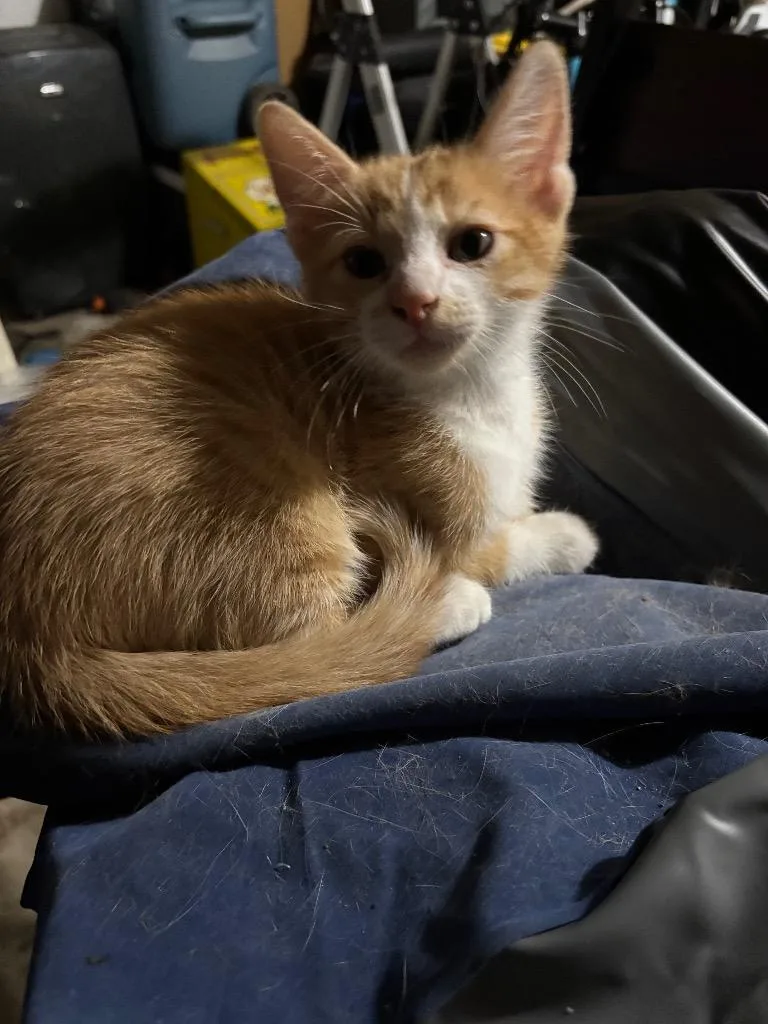 A baby medium-sized male Domestic Short Hair cat named Chandler for adoption in San Antonio, TX