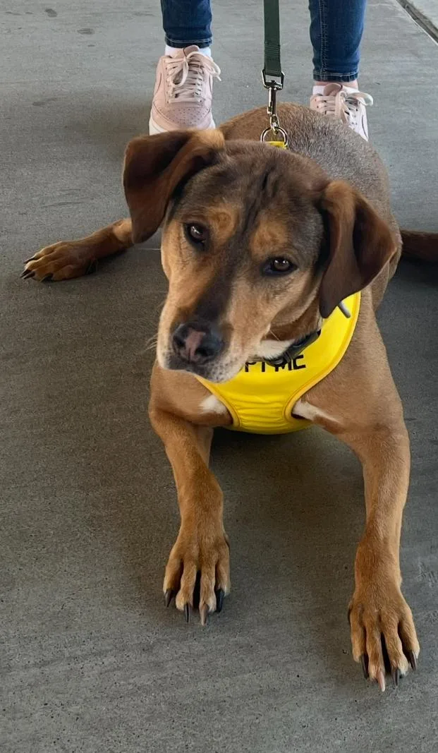 An adult large-sized female Yellow / Tan / Blond / Fawn Hound dog named Penny for adoption in Centerton, AR