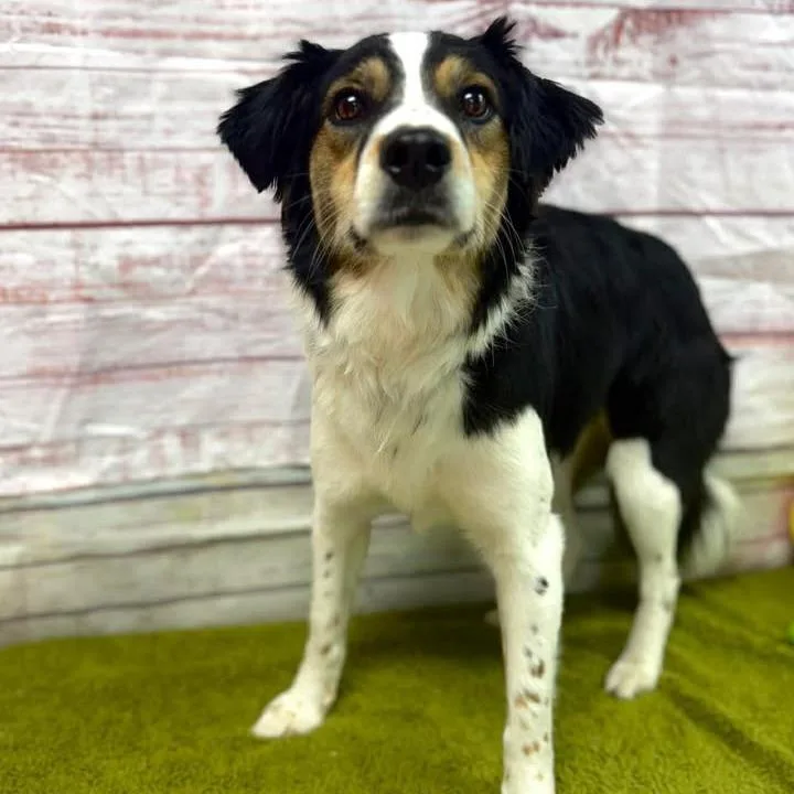 An adult small-sized female Black Cattle Dog dog named Kierra for adoption in Lebanon, MO