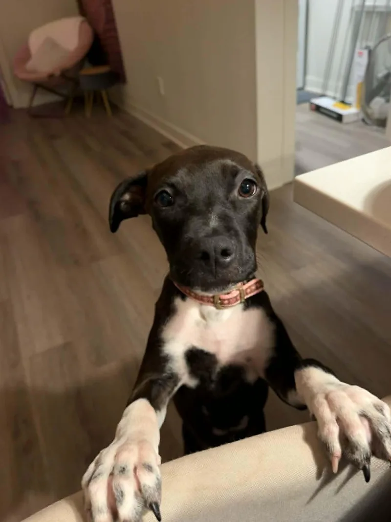 Dottie