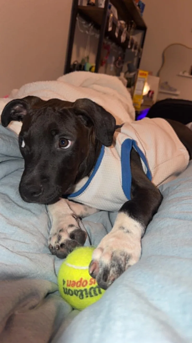 Dottie thumbnail 2