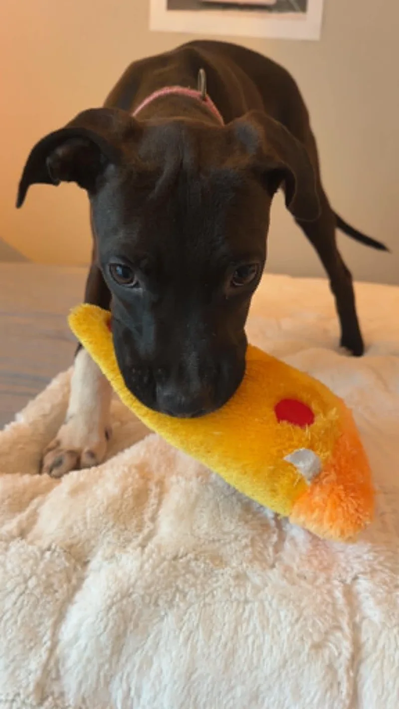 Dottie thumbnail 3