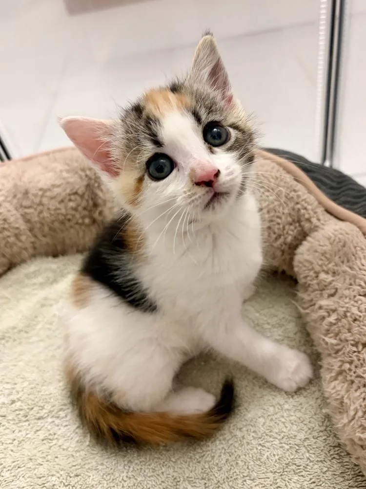 A baby small-sized female Domestic Short Hair cat named Yuzu. for adoption in Pacifica, CA