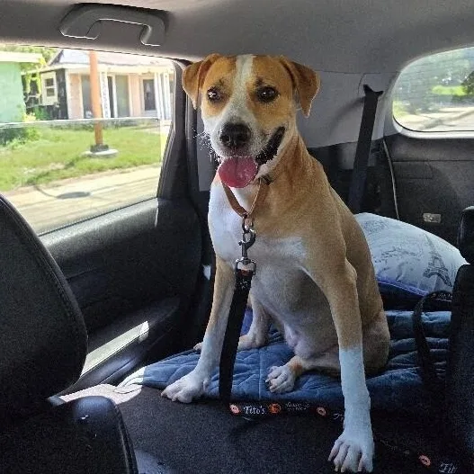 An adult medium-sized female Yellow / Tan / Blond / Fawn Labrador Retriever dog named Sandy Avalon The Girl for adoption in Friendswood, TX