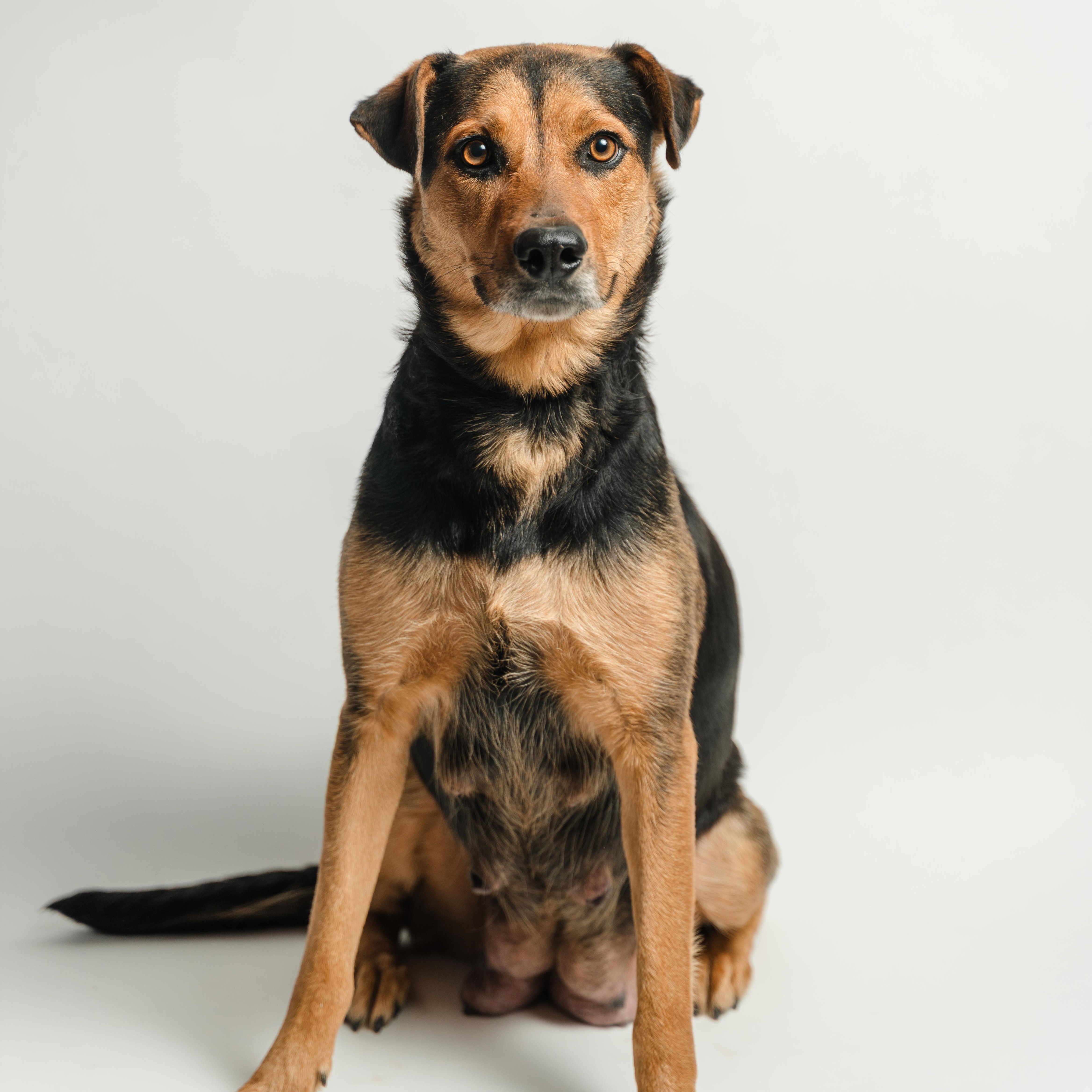 An adult medium-sized female Shepherd dog named Pelusa for adoption in Manvel, TX
