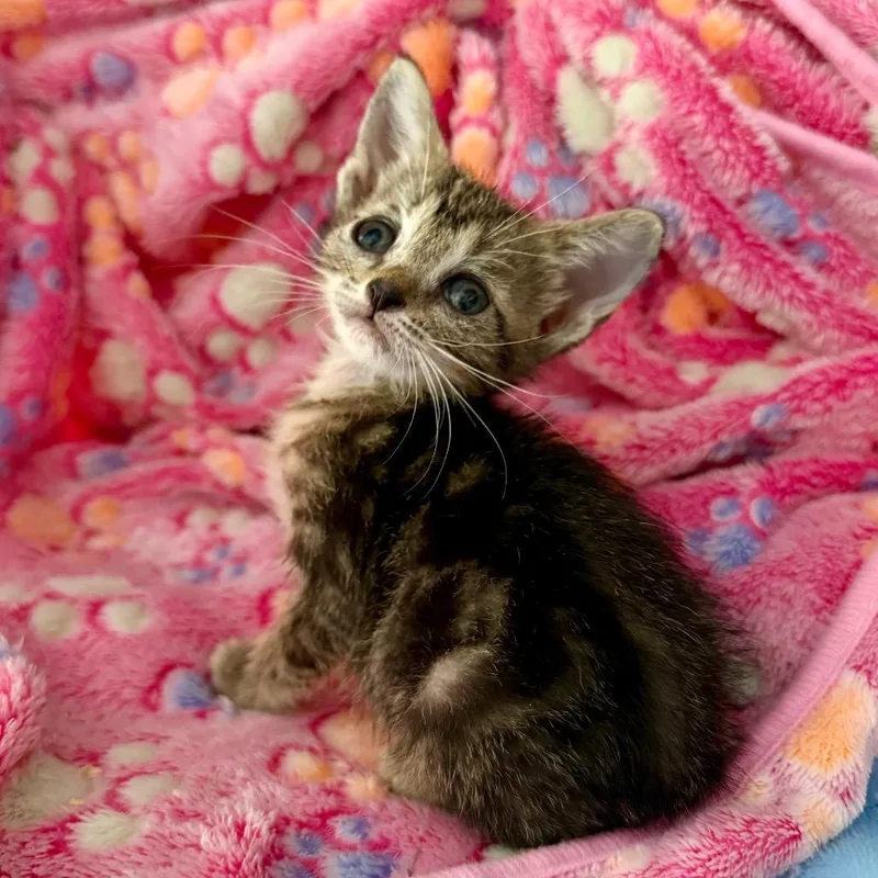 A baby small-sized female Gray / Blue / Silver Domestic Short Hair cat named Penelope for adoption in Columbus, GA