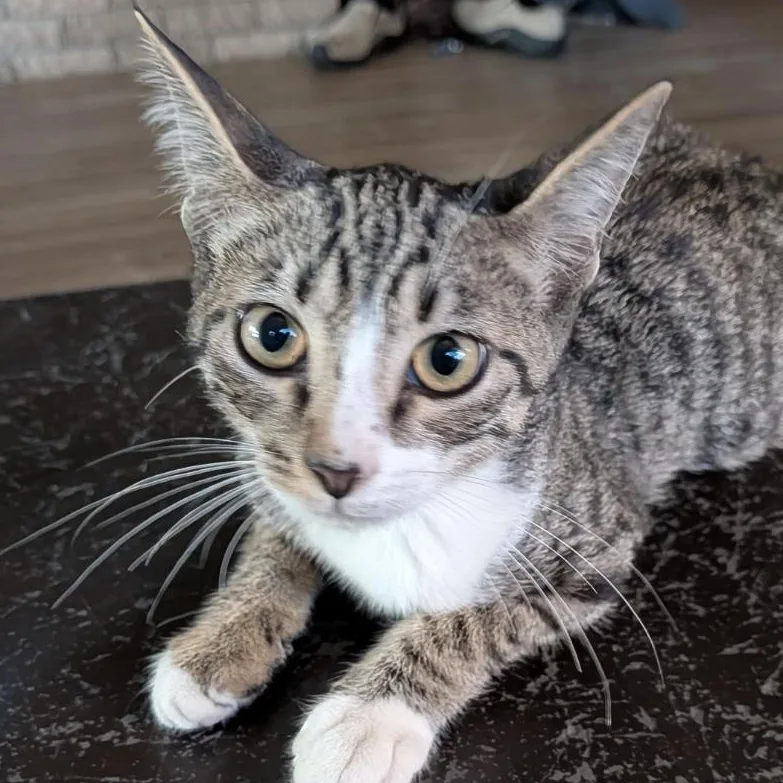A baby medium-sized male Domestic Short Hair cat named Lynx for adoption in Monticello, MN