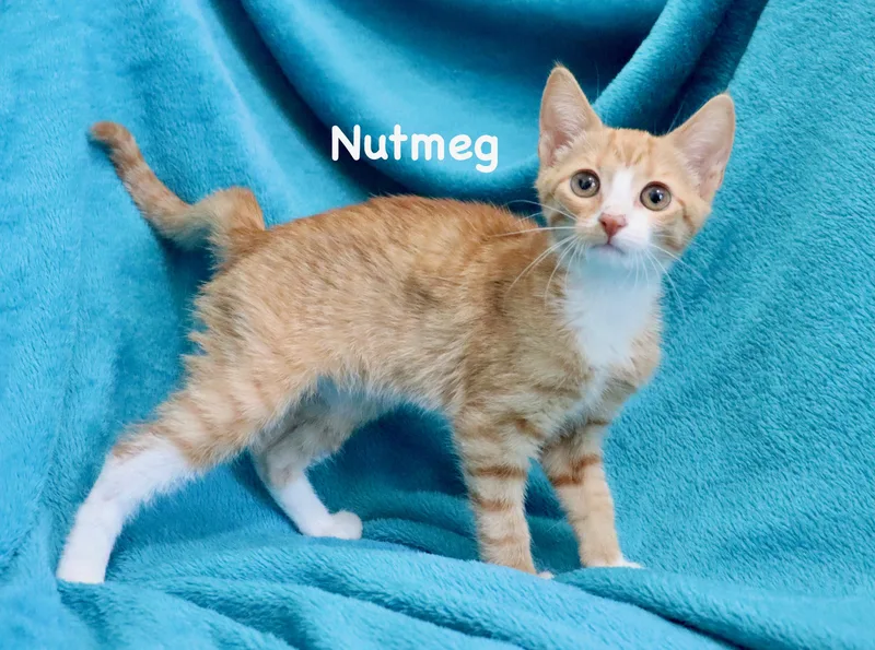 A baby medium-sized male Orange & White Tuxedo cat named Nutmeg for adoption in Saint Augustine, FL