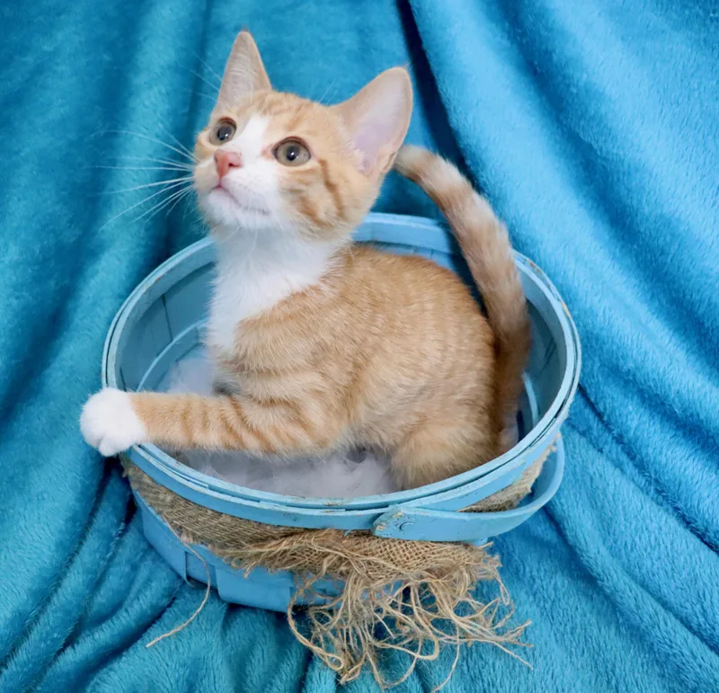 Nutmeg thumbnail 2