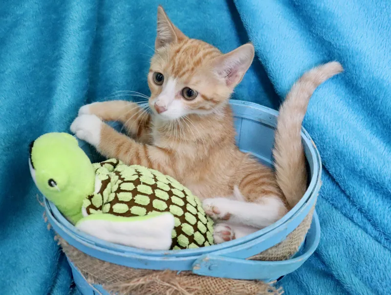 Nutmeg thumbnail 3