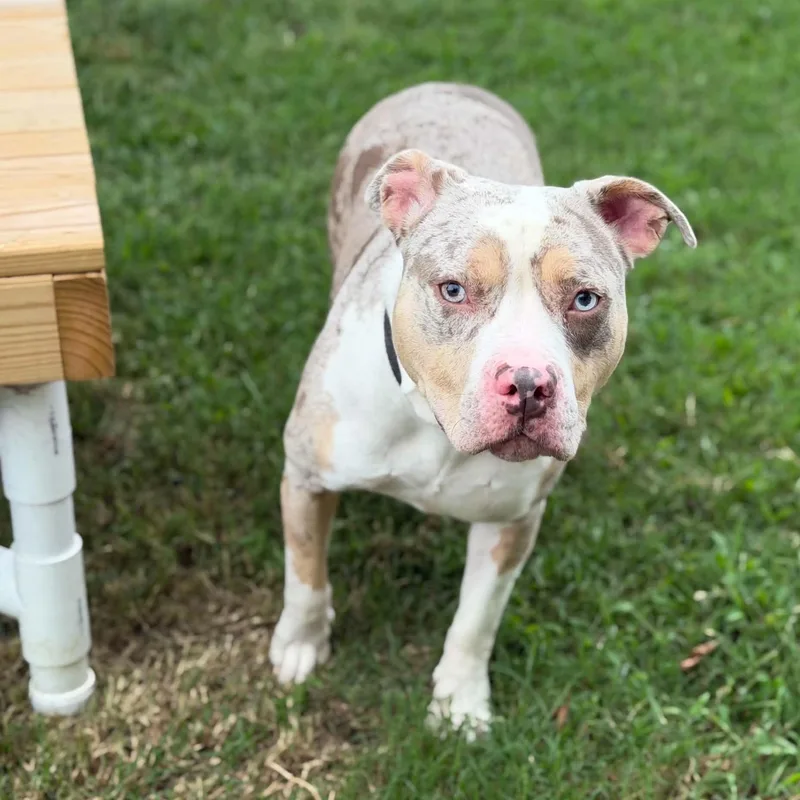 An adult medium-sized female Merle (Red) Pit Bull Terrier dog named Stokely for adoption in Fredericksburg, VA