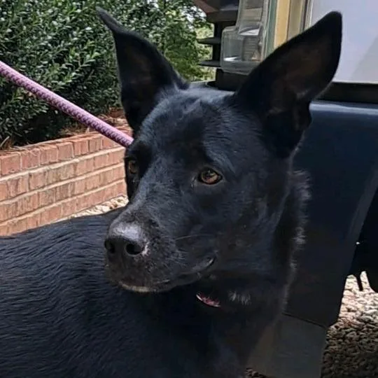 A young medium-sized female Black Mixed Breed dog named Rava for adoption in Valley, AL