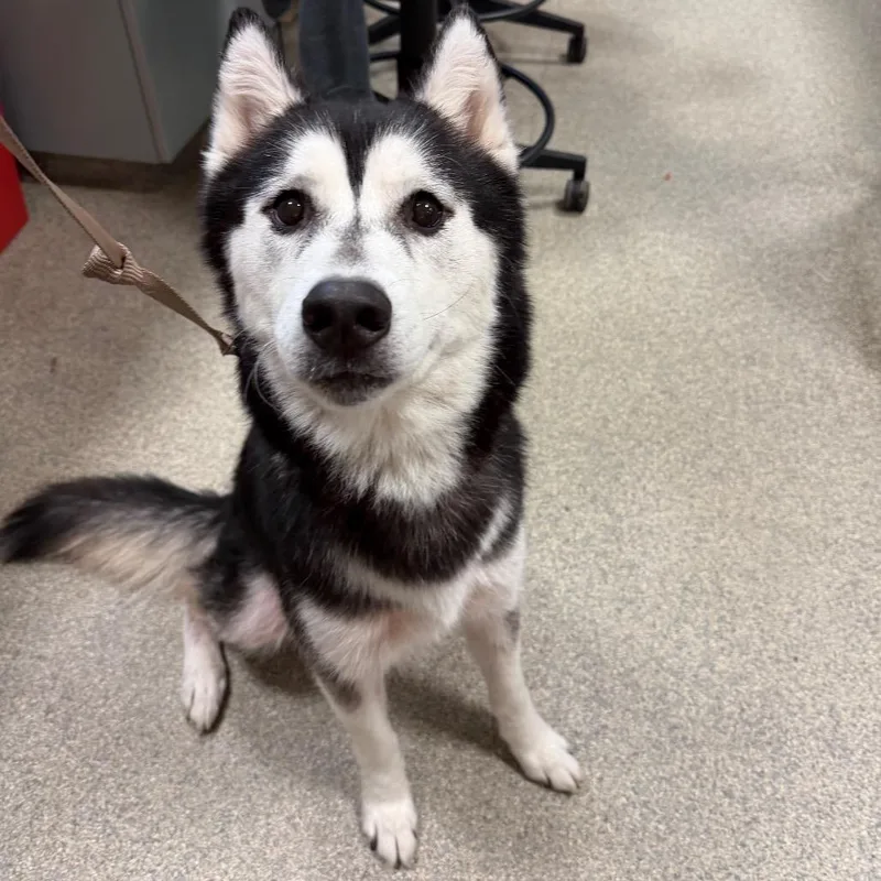 An adult large-sized male Black Mixed Breed dog named Kiba for adoption in Jacksonville, FL