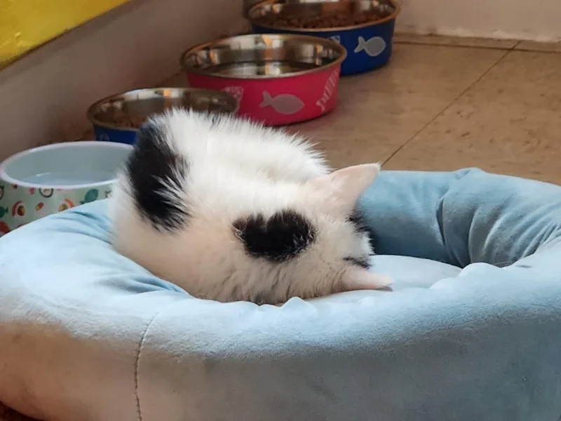 A baby medium-sized male Domestic Short Hair cat named Neville for adoption in Brainardsville, NY