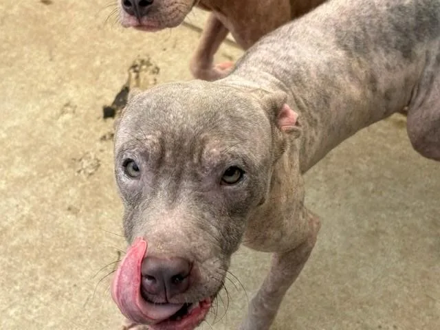 A baby small-sized male Pit Bull Terrier dog named Curly for adoption in Tulsa, OK
