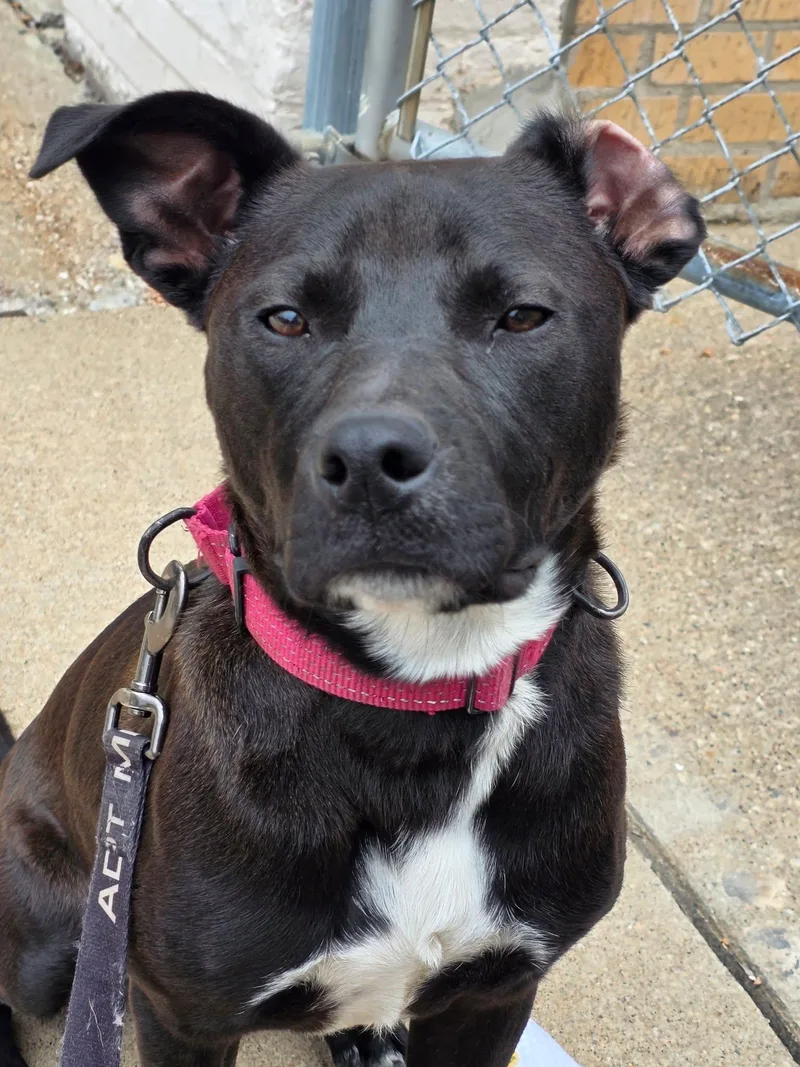 A baby large-sized male Black Pit Bull Terrier dog named Spock for adoption in New London, WI