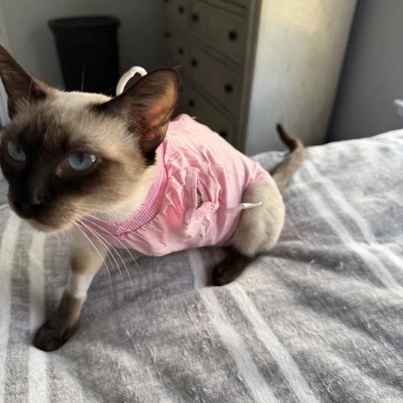 An adult small-sized female Cream / Ivory Siamese cat named Isla for adoption in Tustin, CA