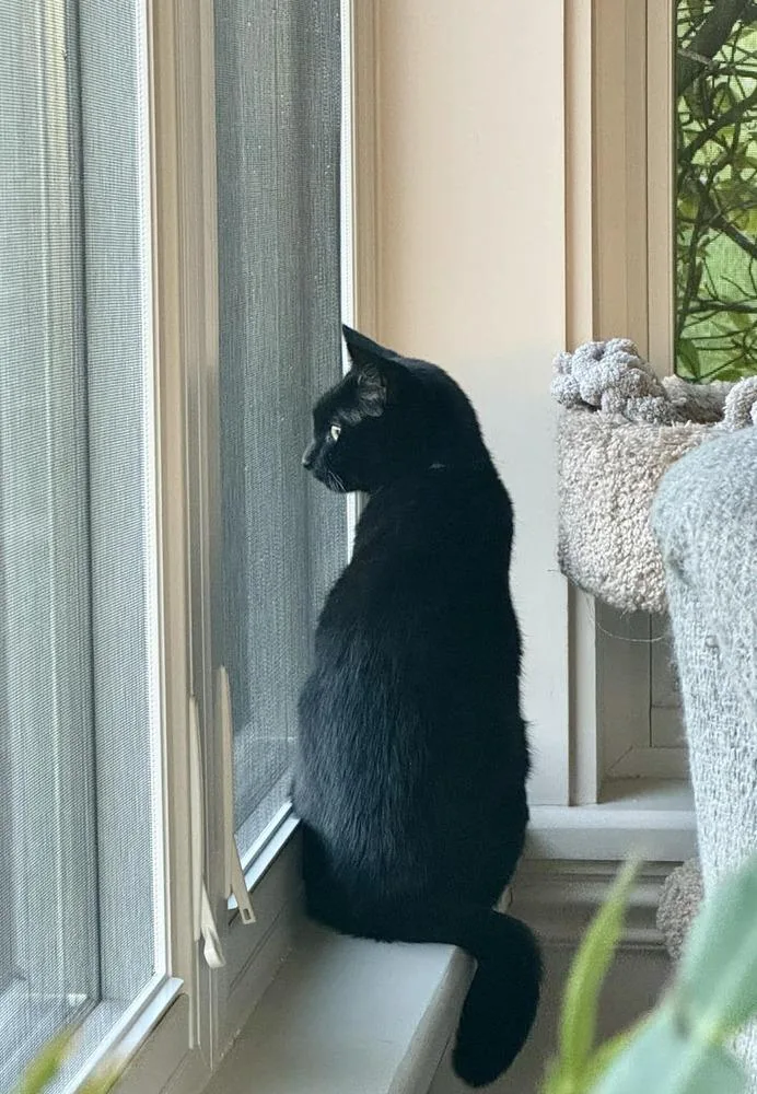 An adult medium-sized female Black Domestic Short Hair cat named Velvet for adoption in West Mifflin, PA