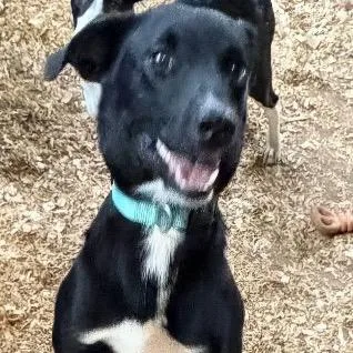 A young medium-sized male Black German Shepherd Dog dog named Harrison for adoption in Anderson, TX