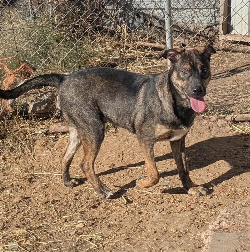 An adult medium-sized male Bicolor German Shepherd Dog dog named Chase for adoption in Manchester, NH