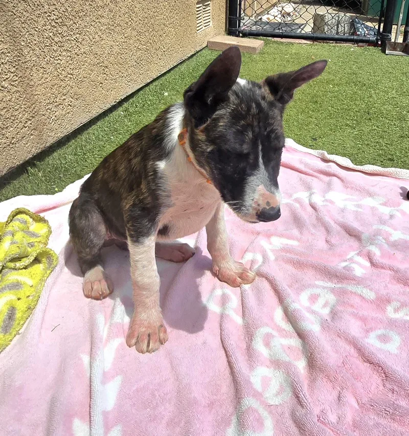 A baby medium-sized male Brindle German Shepherd Dog dog named Archie for adoption in Tracy, CA
