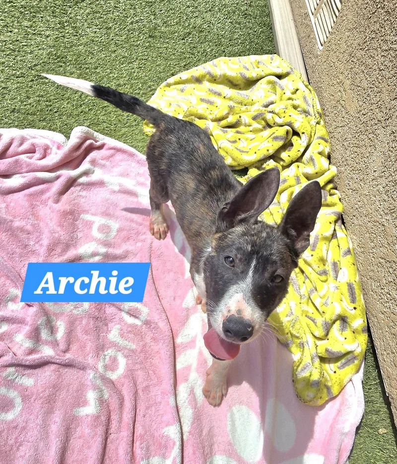 Archie thumbnail 2