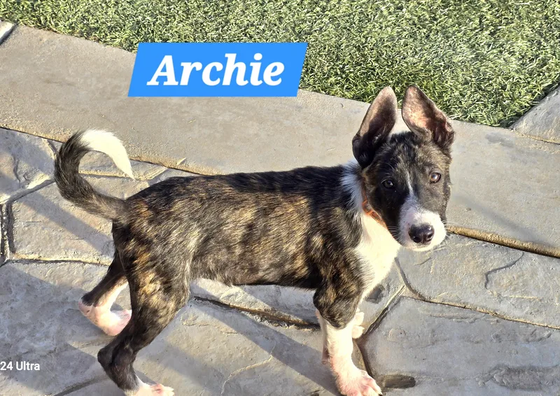 Archie thumbnail 4