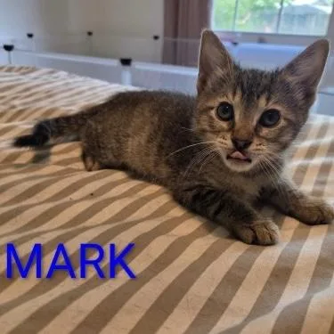 A baby small-sized male Tabby (Gray / Blue / Silver) Domestic Short Hair cat named Mark for adoption in Bentonville, AR