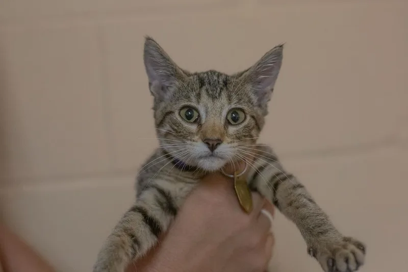 A baby small-sized female Gray / Blue / Silver Domestic Short Hair cat named Jasmine for adoption in Mountain Home, AR